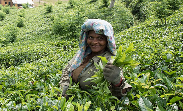 A visit to a modern-day tea factory - Experience - Sri Lanka In Style
